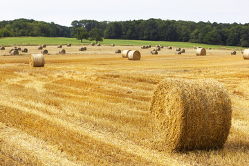 Fototapeta premium Golden rolls of hay in the fields