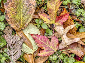 Autumn leaves