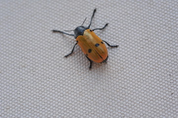 coccinello