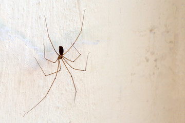 spider on the wall