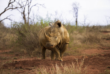 Hlane Rhino