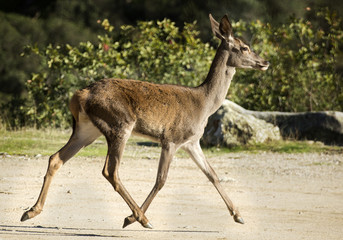 Red deer hind 2