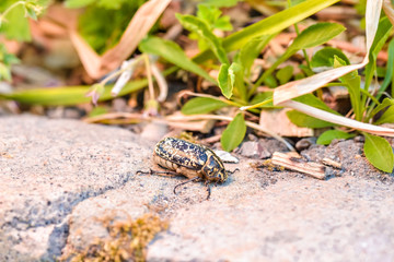 espèce de gros insectes