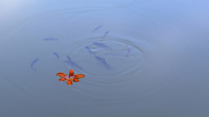 flower and fish in the lake