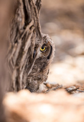 Owlet sitting on branch behind tree trunk