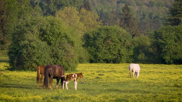 Horses on field, foal