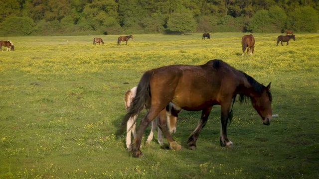 Horses on field, foal