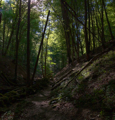Hiking trail through the deep forest of Söderåsen National Park in Sweden during summer