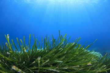 Fototapeta na wymiar Underwater seaweed and blue water 