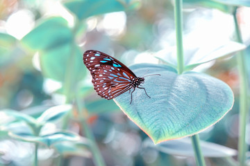 Closeup  beautiful butterfly  & flower in the garden.