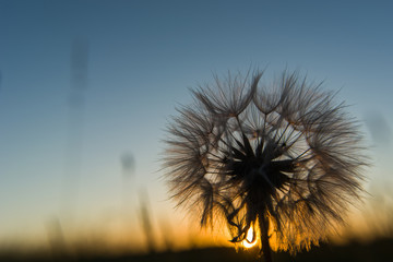 White dandelion at sunset