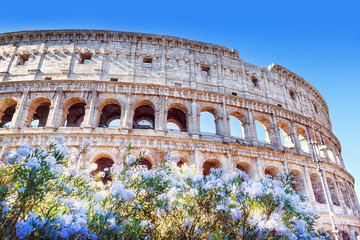 Fototapeta na wymiar Rome, Coliseum, Italy. Romantic view on iconic landmark ancient Coliseum through blooming flowers of oleander.