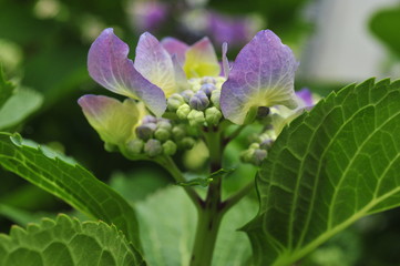 ortensia