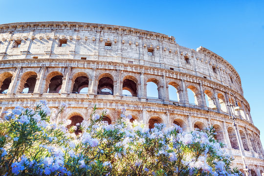 Rome, Coliseum, Italy. Romantic view on iconic landmark ancient Coliseum through blooming flowers of oleander.
