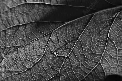 Leaf Texture Black And White Design Black Leaf Skeleton Macro Nature Texture Wallpaper Black And White Wall Mural Kichigin19