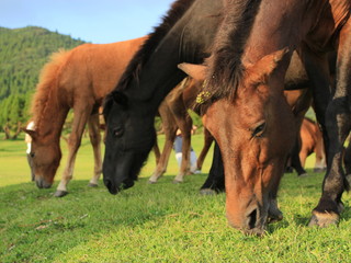 草を食む馬たち　都井岬　宮崎県　日本