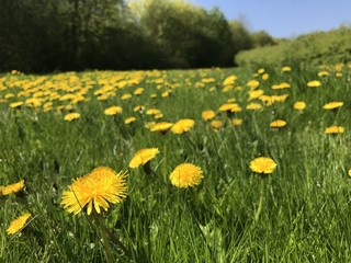 Dandelion field