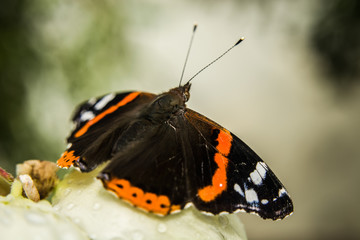 Fototapeta na wymiar Sitting red admiral butterfly