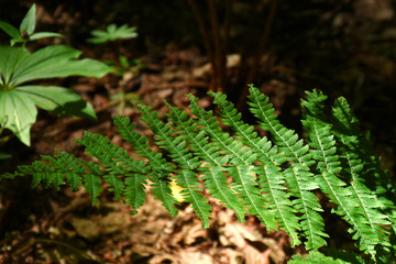 Fern in forest landscape