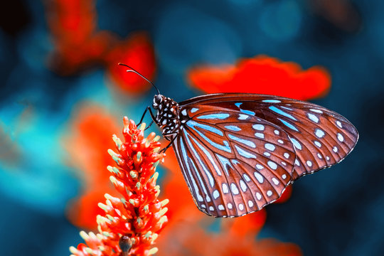 Fototapeta Closeup  beautiful butterfly  & flower in the garden.