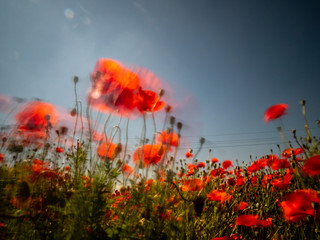 Roter Mohn auf einem Mohnblumenfeld