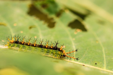Spiky caterpillar on leaf