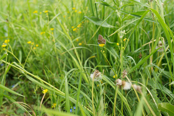 Butterfly on a wildflower.