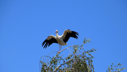 White Stork ready to fly, opened wings