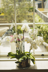 White orchids standing on windowsill near window