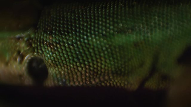 Lizard closeup