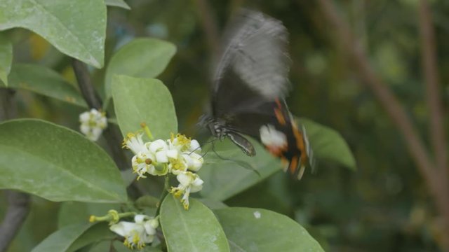 Butterfly on leaf
