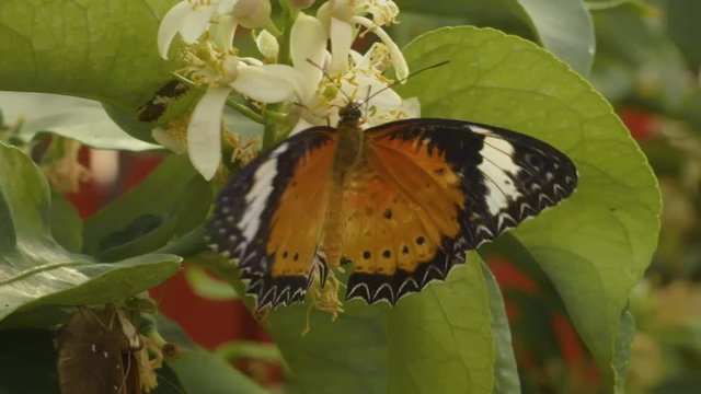 Butterfly on leaf