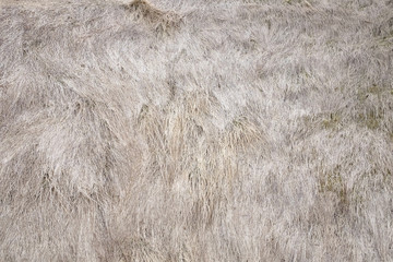 A field of long dry Icelandic Lyme grass 