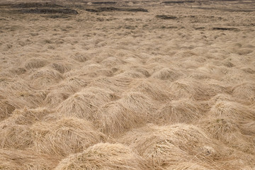 Yellow lyme grass plain in Iceland