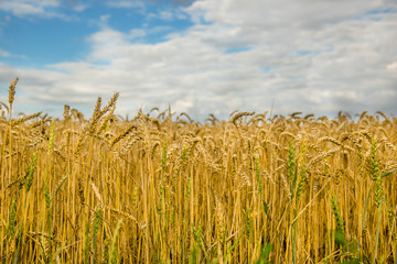 Yellow field, crop of cereals.