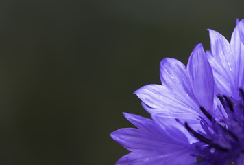 cornflower on the green background 