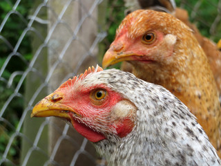Laying hens on the farm in summer. Brown and pockmarked chickens in the coop on background of wire mesh, selective focus