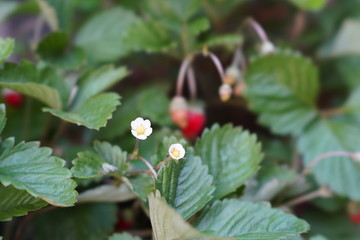 ワイルドストロベリーの花