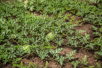 Small watermelon grows in the garden
