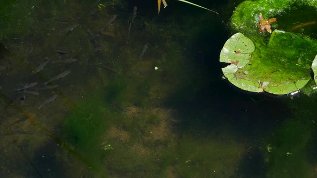 Clip of some small fish swimming in fresh water, with a lily pad leaf