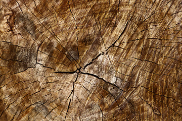 View from the end of the trunk section closeup