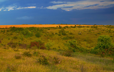 Fototapeta premium summer landscape. The dark sky and yellow fields 