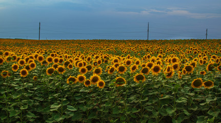 Obraz premium landscape. a field of sunflower and storm clouds over it in the evening. approach thunderstorm. dark sky and bright sunflower flowers