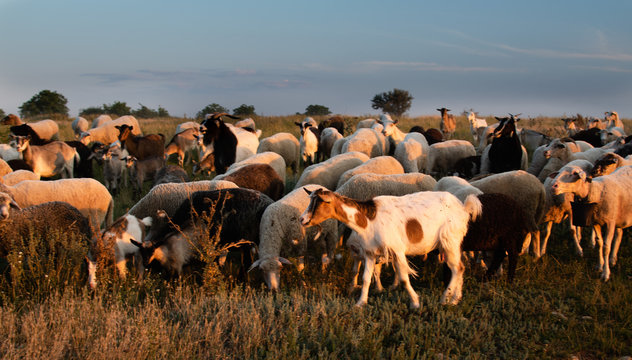 Closeup of a herd of goats and sheep goes home in the evening in the rays of sunset