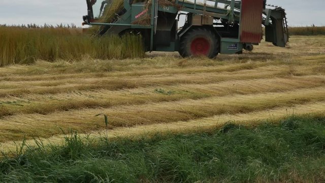 moisson des champs de lin