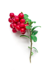 ripe and fresh cowberries or cranberries with leaves isolated on white background 