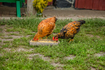 A little hen in the farmyard yard.