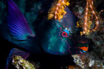 Red sea parrot fish