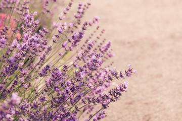 Obraz premium Lavender flowers blooming. Purple field flowers background. Tender lavender flowers.