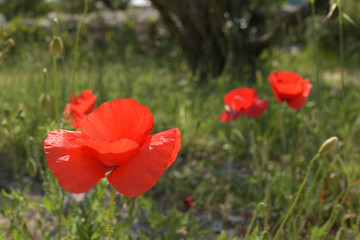 Klatschmohn